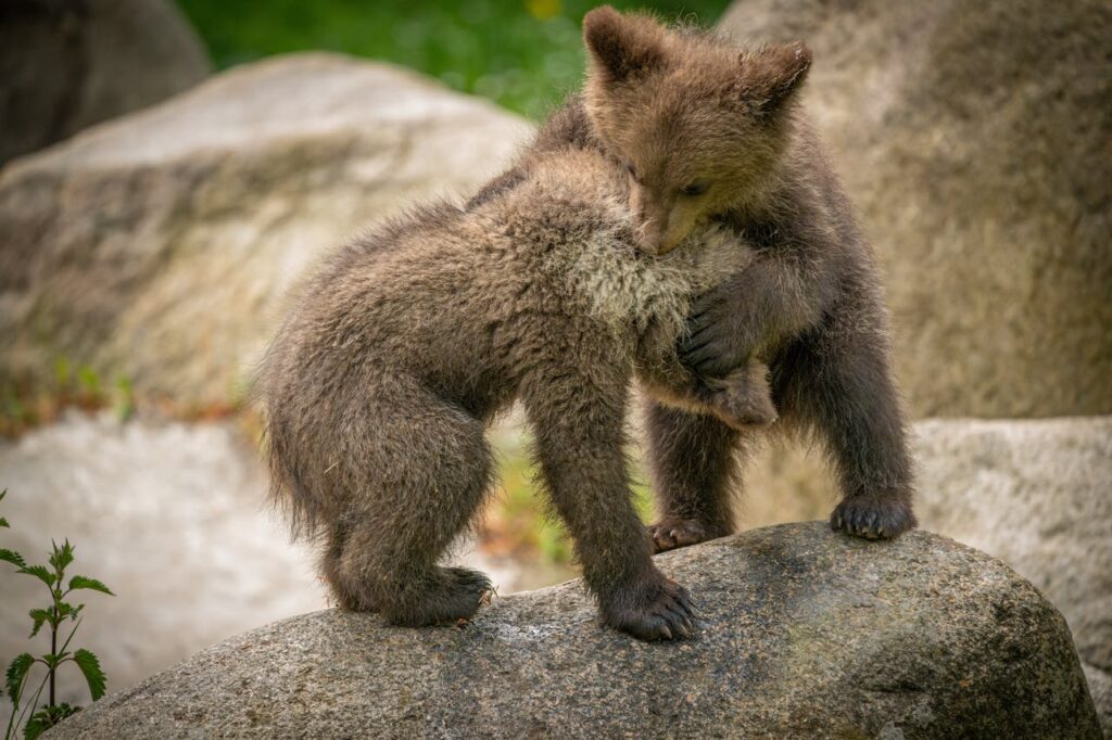 pexels photo 33531974 Two playful brown bear cubs interacting on a natural rock in a forest setting.